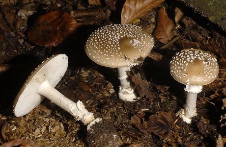 Pantherpilz (Amanita pantherina) - © Heinz Prelicz